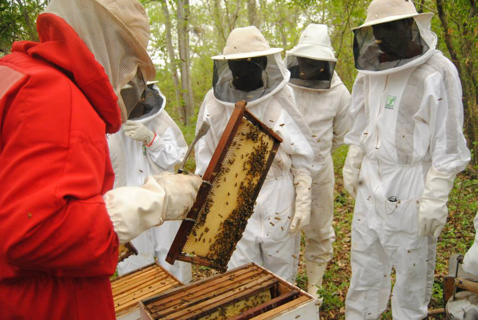 produtividade do mel no ms