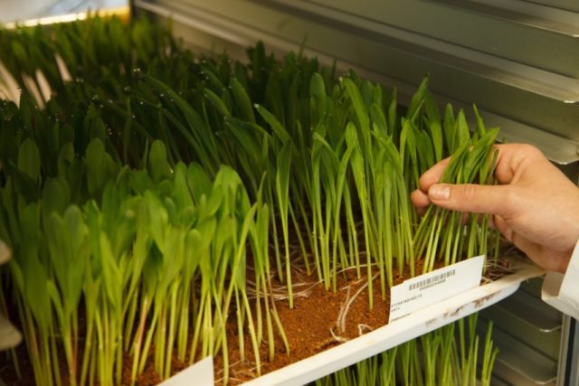 melhoramento-genetico-plantas melhoramento-genetico-plantas