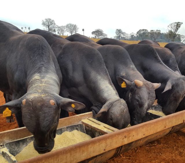 novilho-super-precoce-angus-x-nelore-confinamento-terminacao novilho-super-precoce-angus-x-nelore-confinamento-terminacao