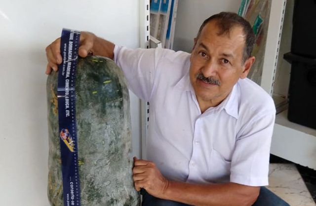 pepino-gigante-capa pepino-gigante-capa