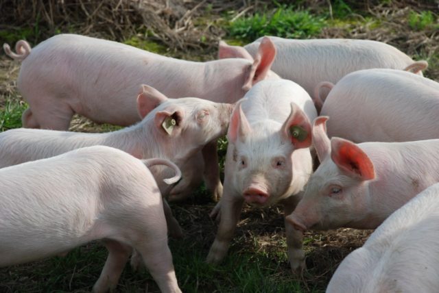 piglet_cute_animals_sweet_pigs_young_mammal_young_animals-929429 piglet_cute_animals_sweet_pigs_young_mammal_young_animals-929429