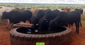 rubber-tank-bebedouros