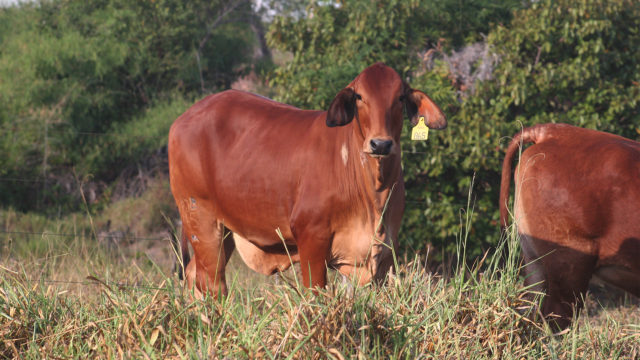 vpj-redbrahman vpj-redbrahman