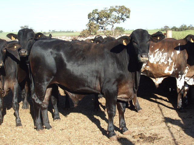 zadra_manejo-cruz-04-640