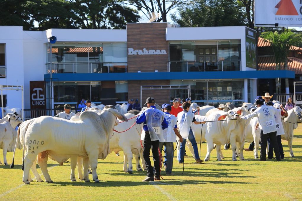 Brahman-na-ExpoZebu-grandes-campeoes