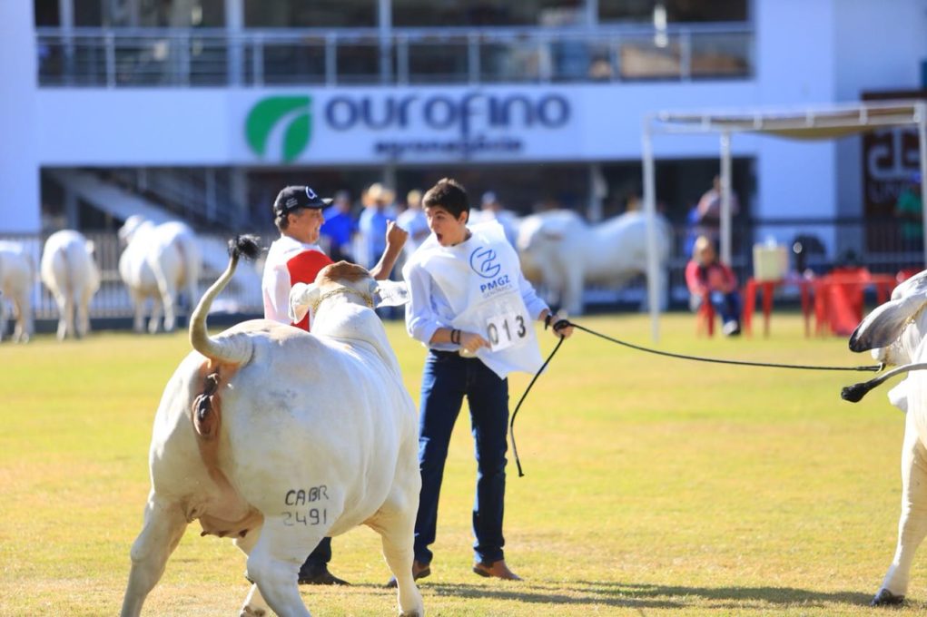 Brahman-na-ExpoZebu-grandes-campeoes