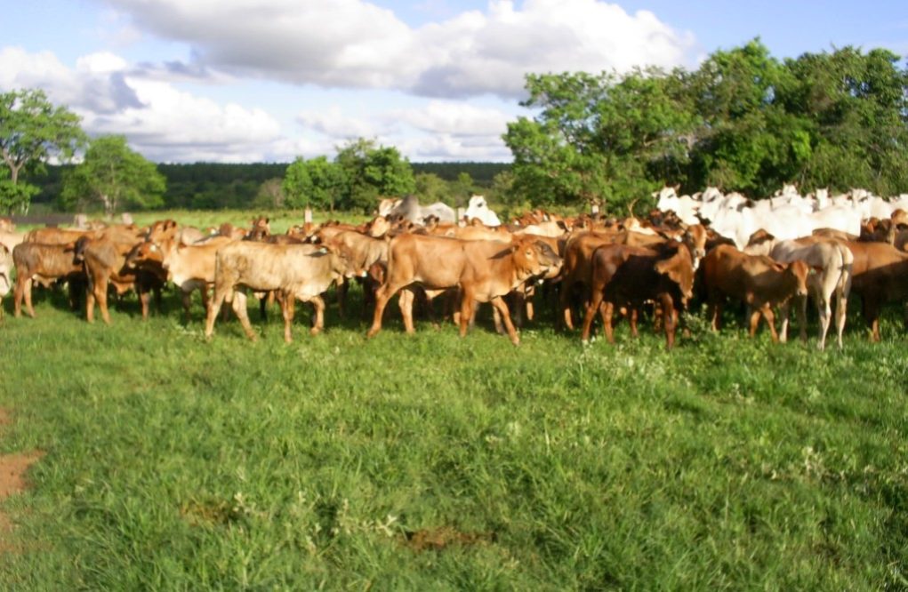 Cruzamento-Pantano-santa-gertrudis-x-nelore-1