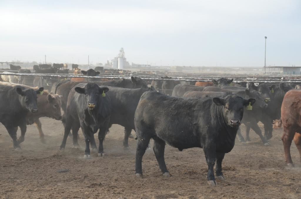 Feedlot Mill Cactus Feeders