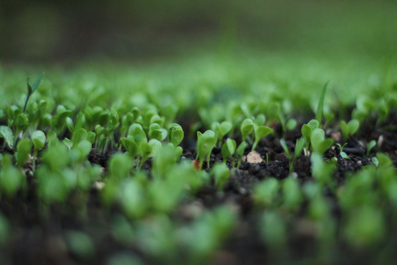 agricultura nascendo planta