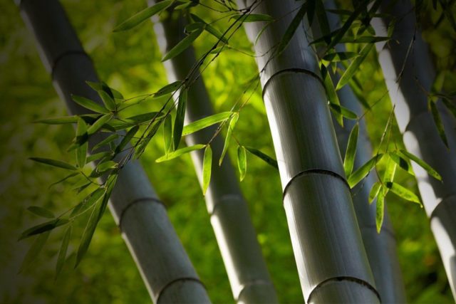 bambu floresta 3