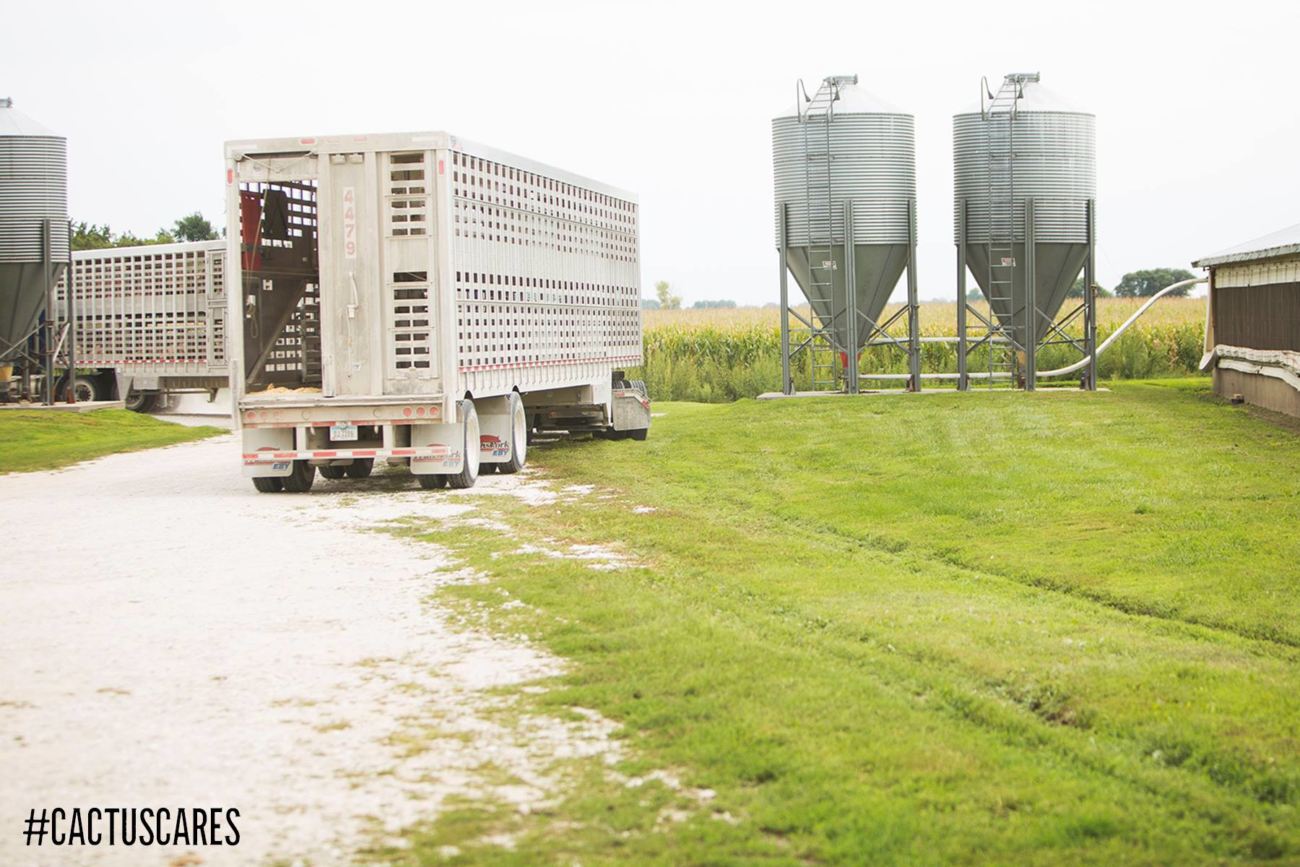 cactus feeders confinamento