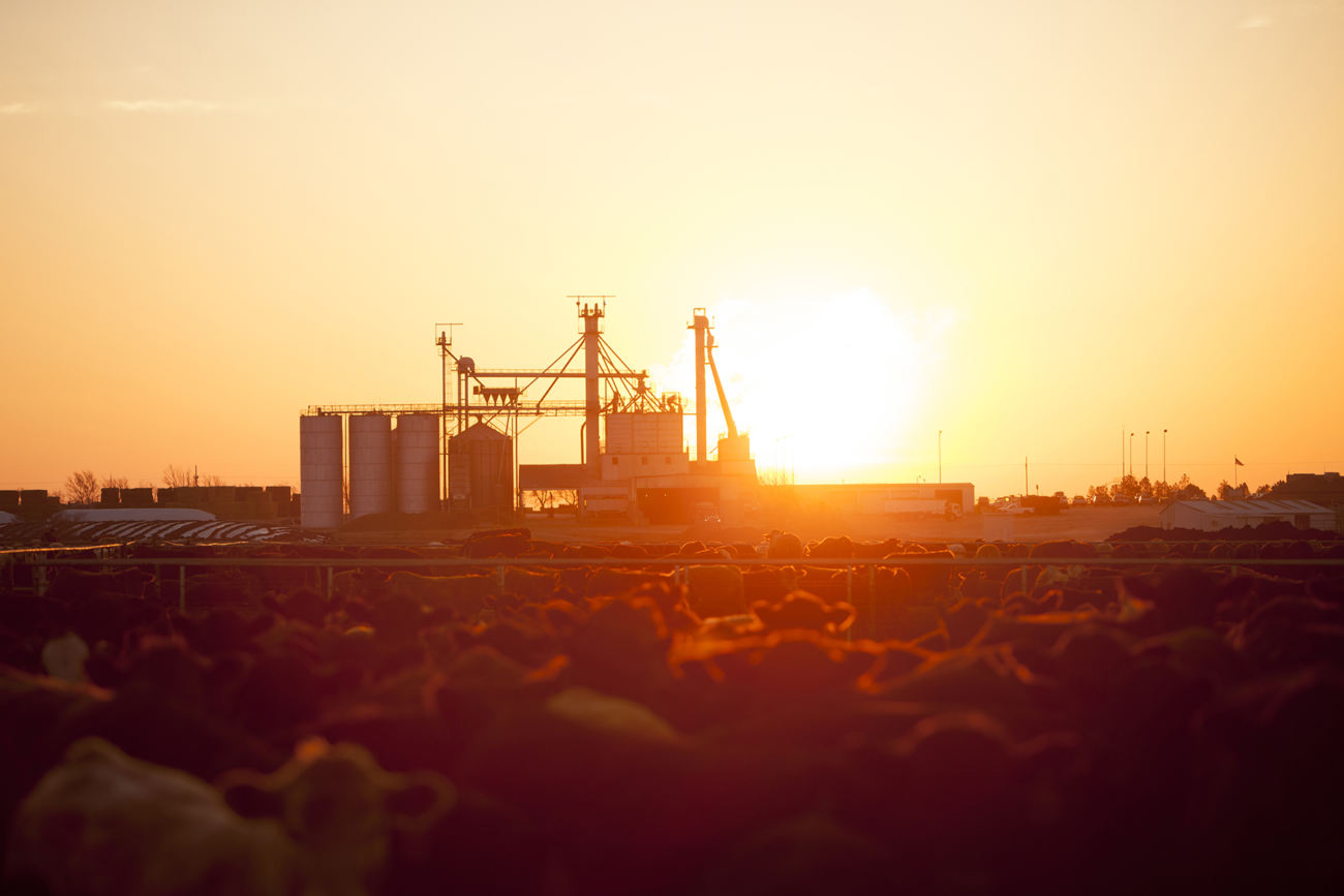 cactus feeders confinamento