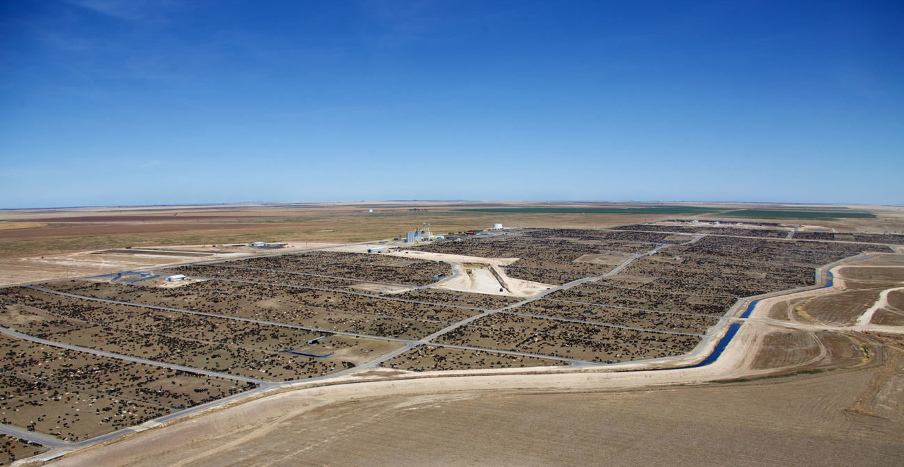 cactus feeders confinamento3 - Da aposta em 100 bois sem dinheiro ao comando de um império com mais de meio milhão de cabeças e o surgimento do maior confinamento de gado do mundo 