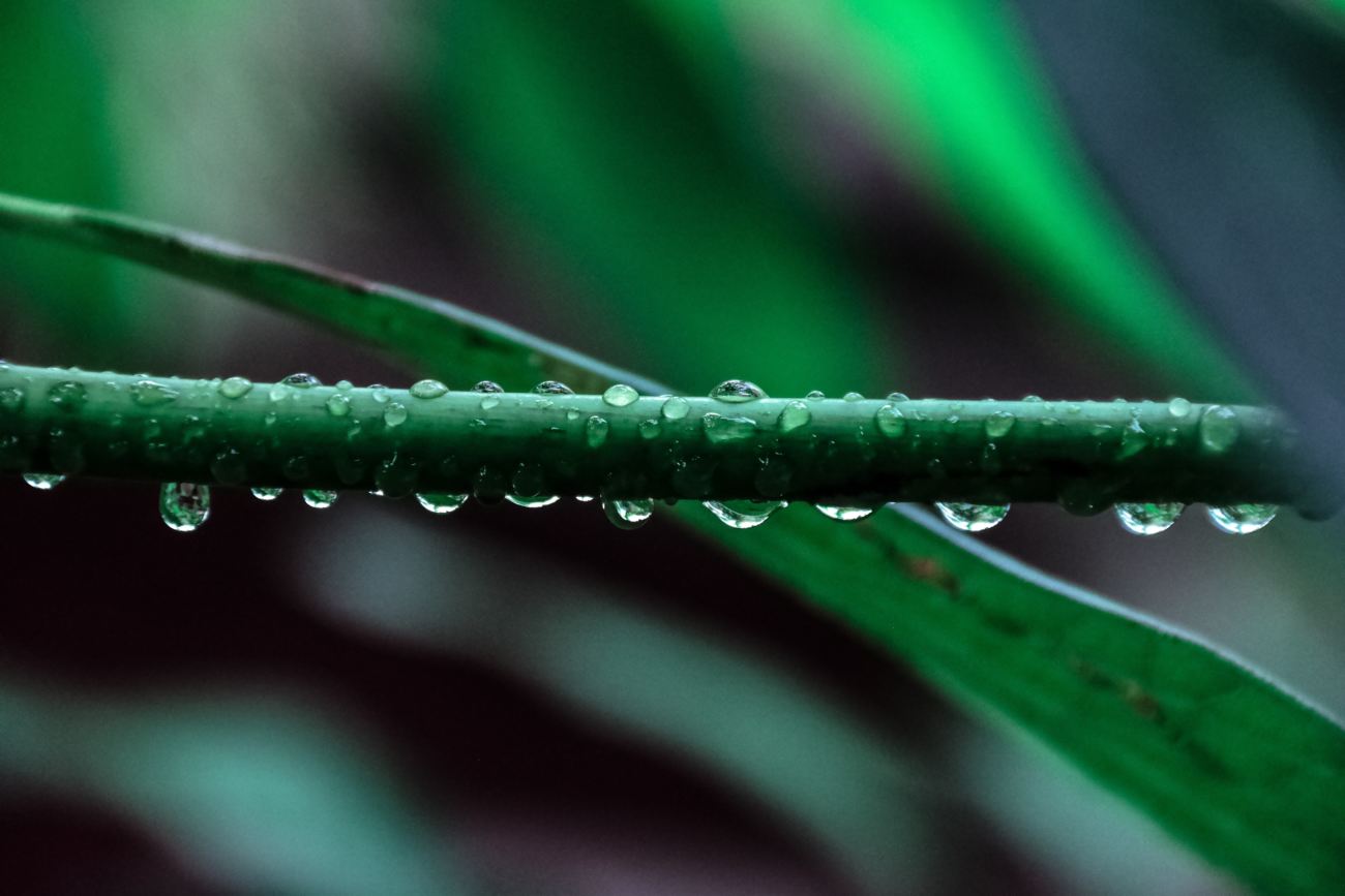 close de uma folha cheias de gotas de chuva