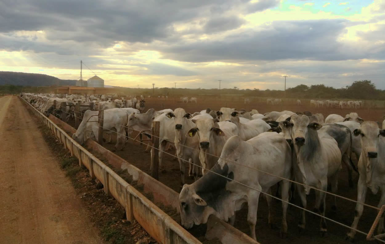 Confinamento Agropeva