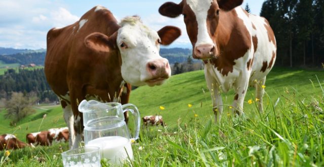 vacas de leite vacas de leite