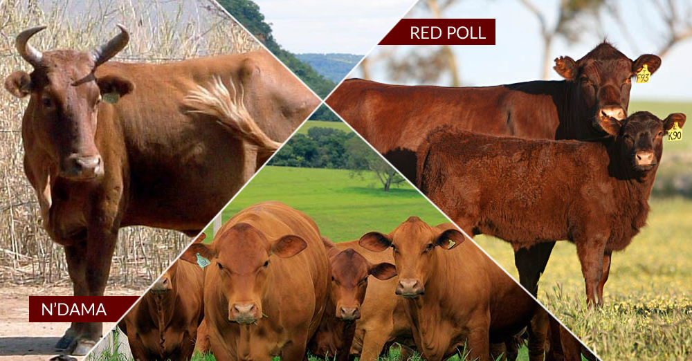 cruzamento ndama x red poll surgiu senepol