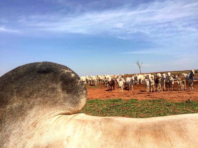 O Cupim do Zebu é necessário? - Compre Rural