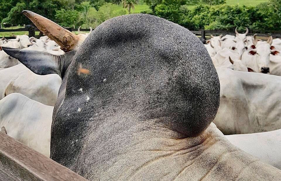 cupim do touro nelore close