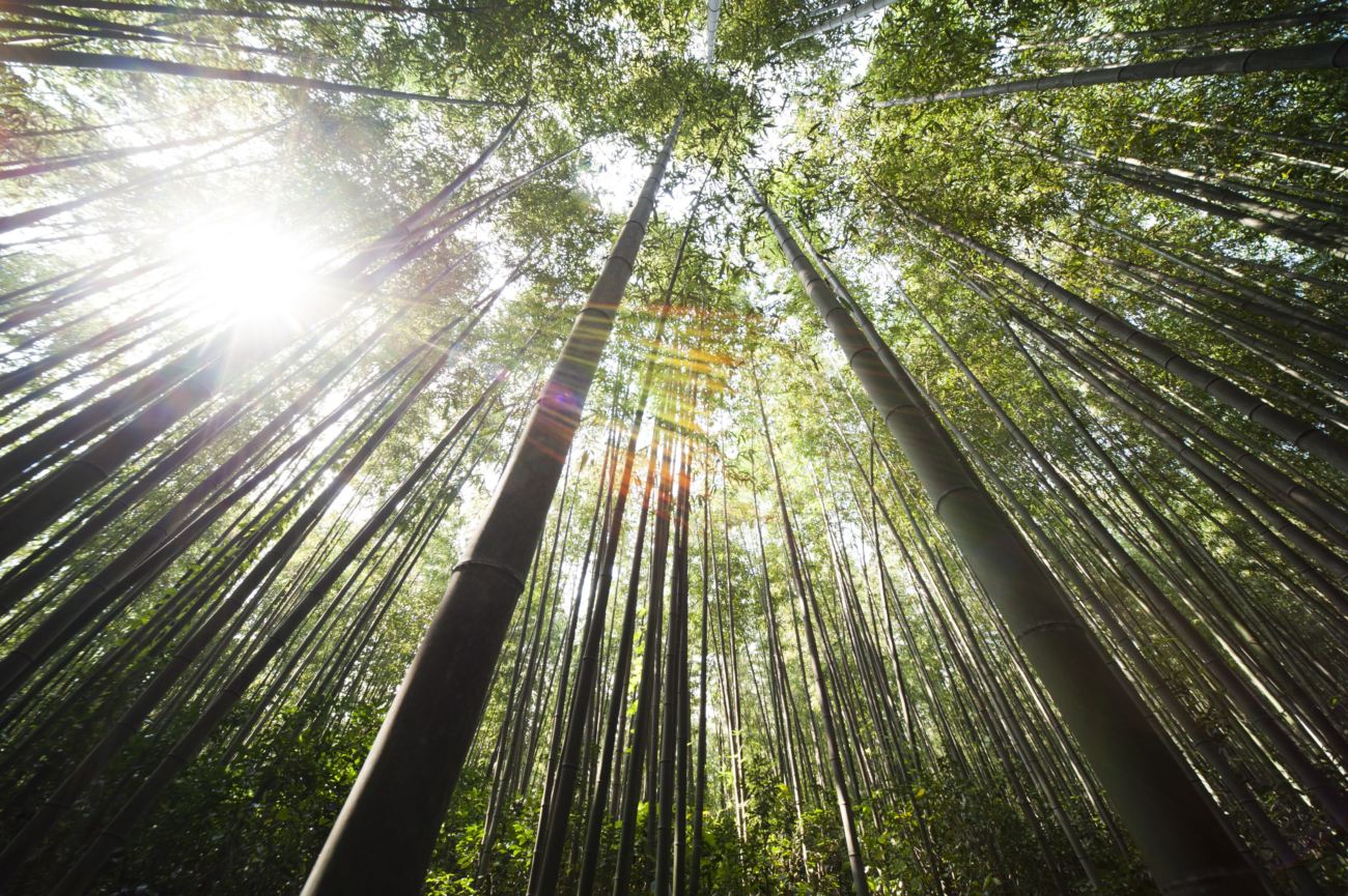 floresta de bambu 1