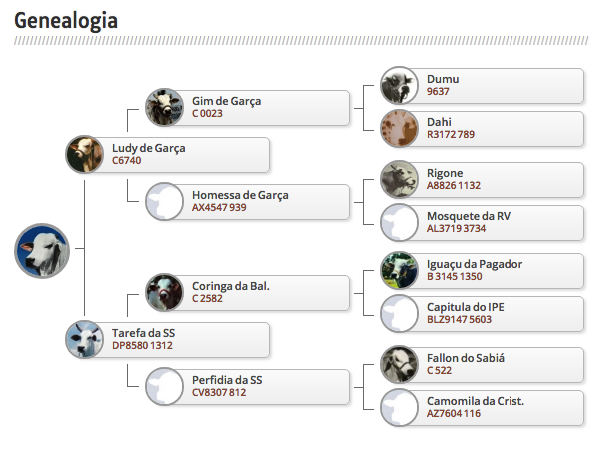 genealogia do bitelo da ss