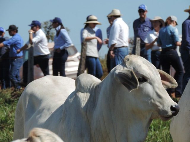 genetica aditiva dia de campo genetica aditiva dia de campo