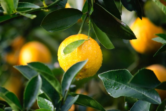 laranja no pe laranja no pe