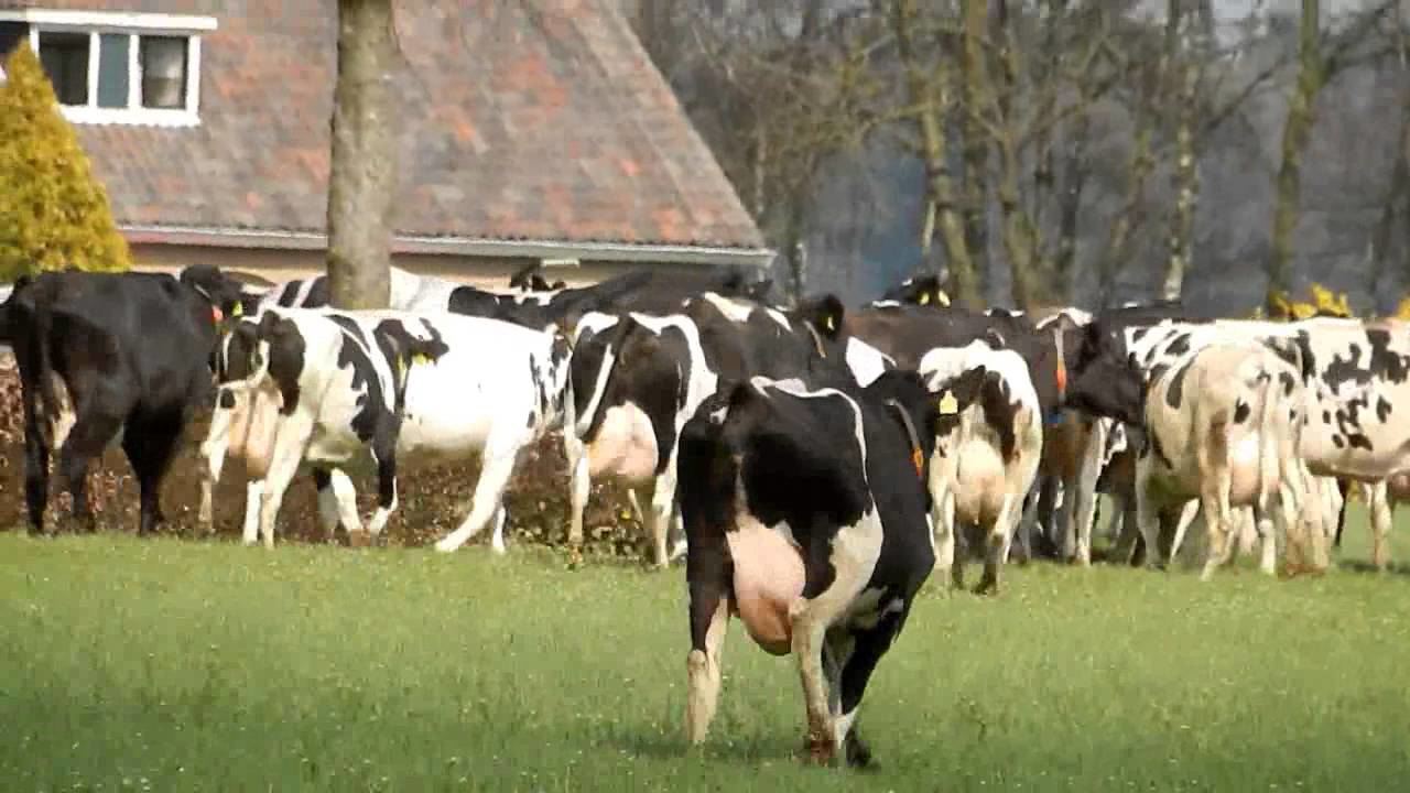 Vaca holandesa