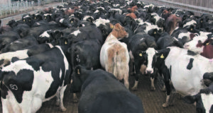 Mega fazenda de leite na China