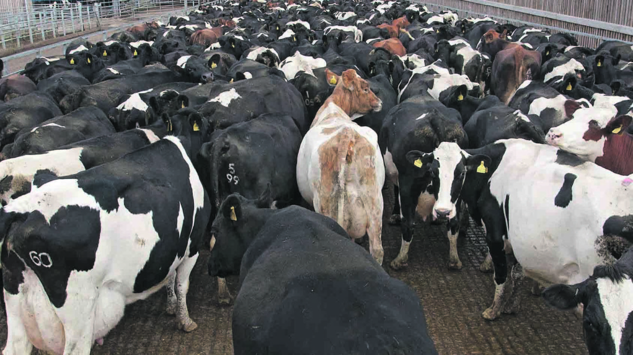 Mega fazenda de leite na China