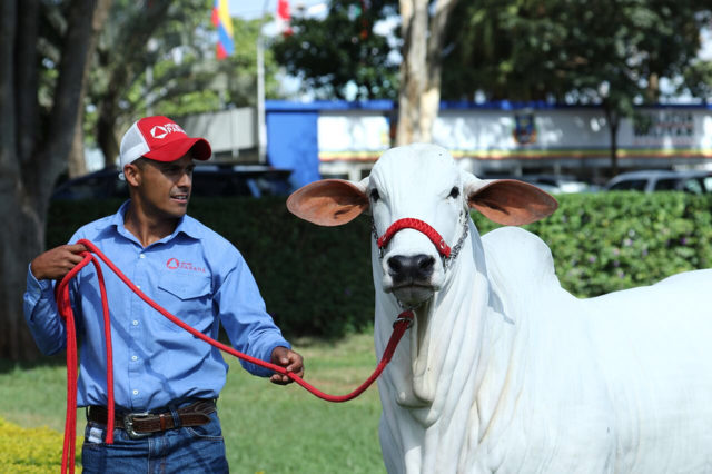 nelore-parana-expozebu-2018 nelore-parana-expozebu-2018