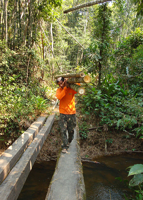 producao de bambu 2