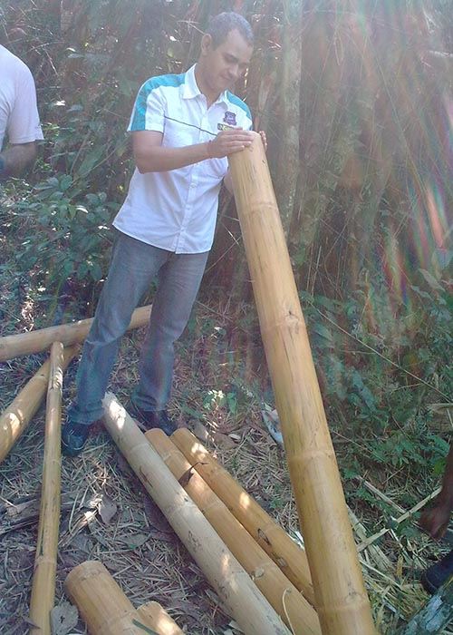 producao de bambu 3