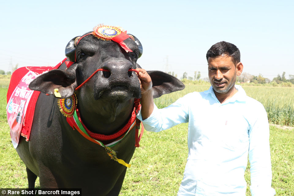 sultain bufalo na india