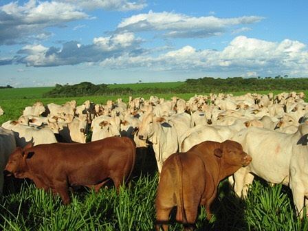 touro senepol cobrindo vacada nelore a campo 1