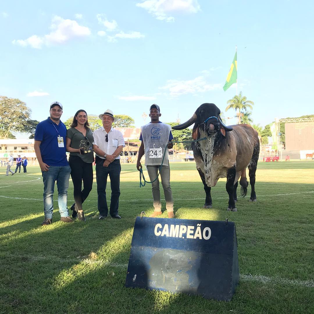 touro gir leiteiro koro fiv vila rica