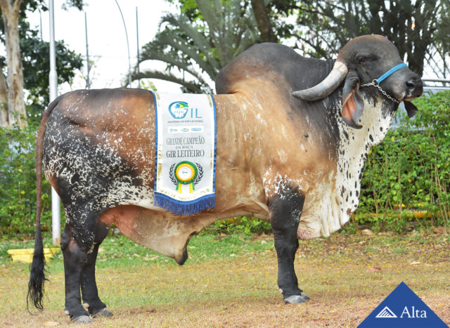 tourou-gir-leiteiro-koro-fiv-vila-rica tourou-gir-leiteiro-koro-fiv-vila-rica