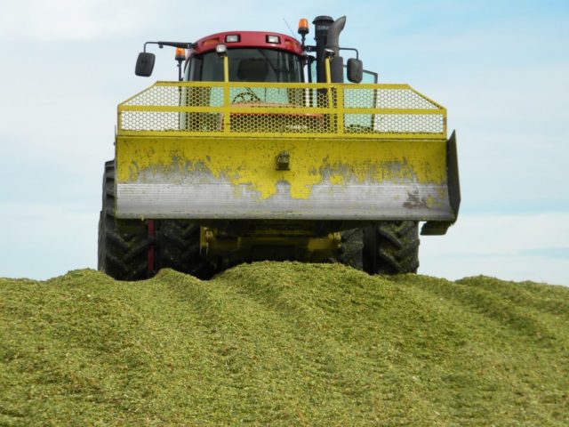 trator prensando silagem de milho trator prensando silagem de milho