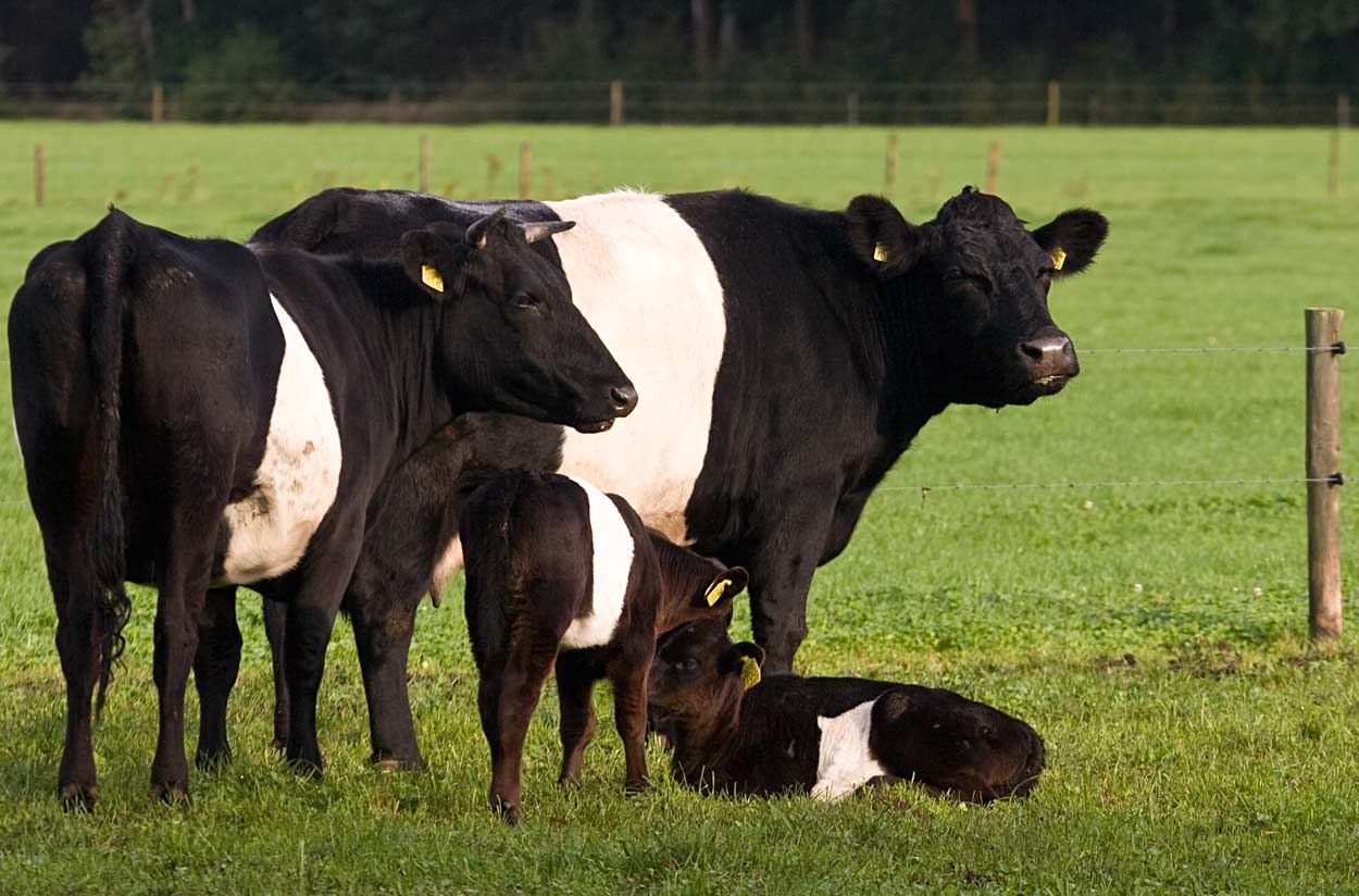 Vaca holandesa familia