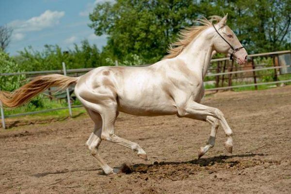 Nokota é uma raça de cavalo rara na América do Norte - Team Roping Brasil