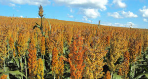 Sorgo