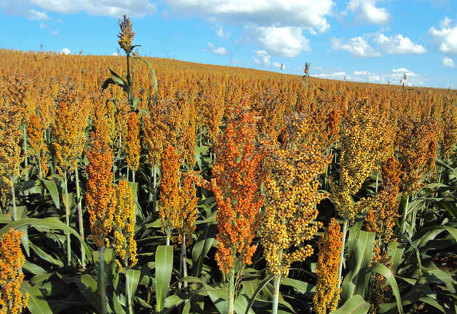 Sorgo Sorgo