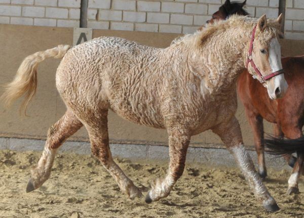 Nokota é uma raça de cavalo rara na América do Norte - Team Roping Brasil