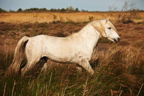 Nokota é uma raça de cavalo rara na América do Norte - Team Roping Brasil