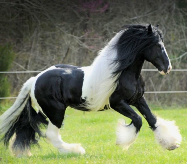 cavalo