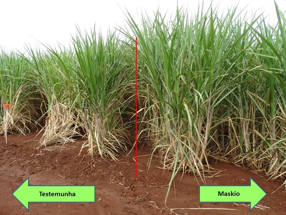 Resultados de Maskio_release