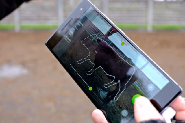 app pesa gado com foto