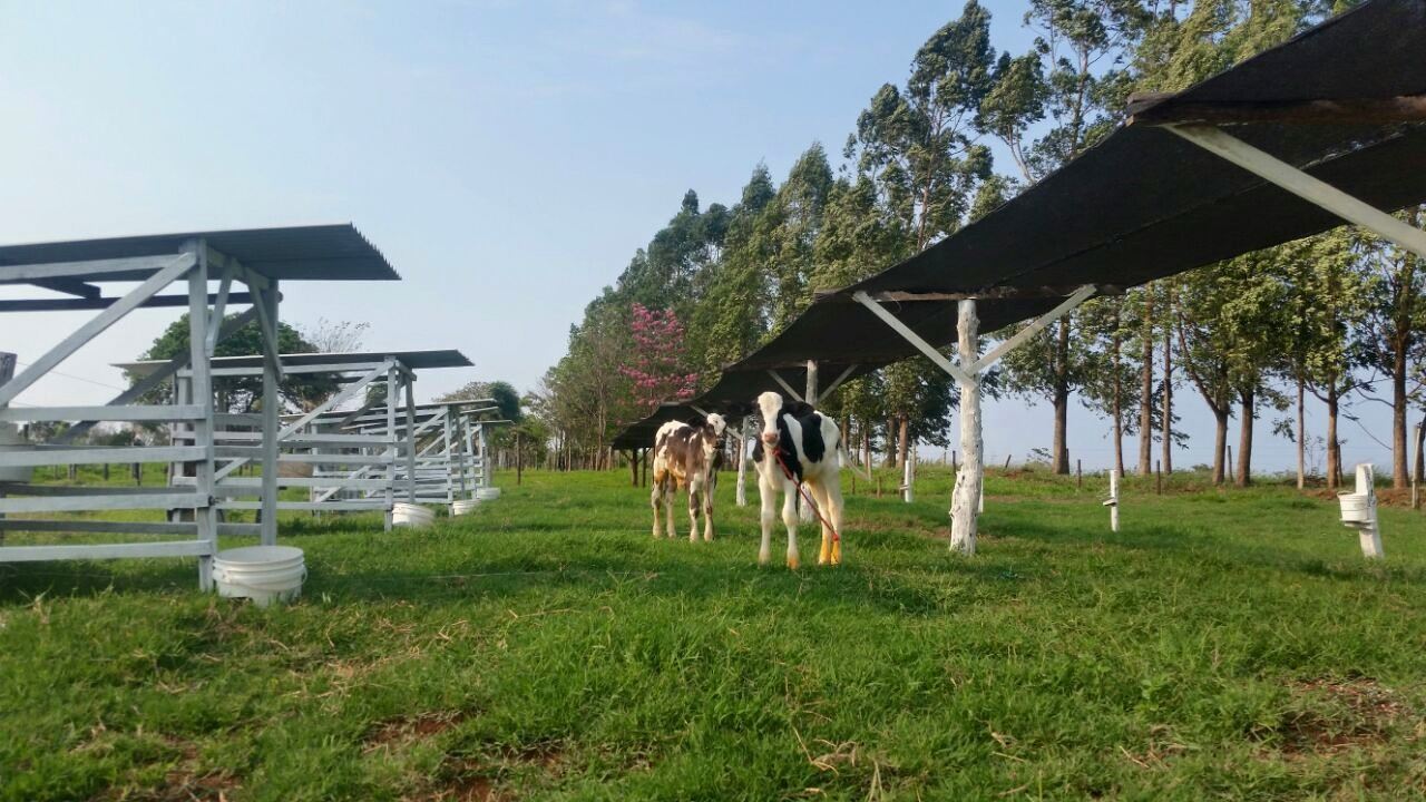 bezerras girolando REAL sistema de criação de bezerras