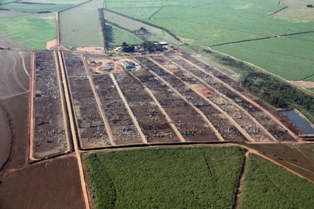 confinamento monte alegre visao aerea confinamento monte alegre visao aerea