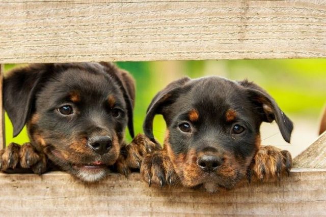 dogs dogs